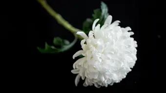 Zmarła prof. dr hab. inż. Katarzyna Tkacz-Śmiech