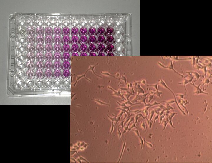 Badania cytotoksyczności