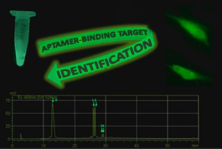 Badania związane z aptamerami i badaniem nowotworów