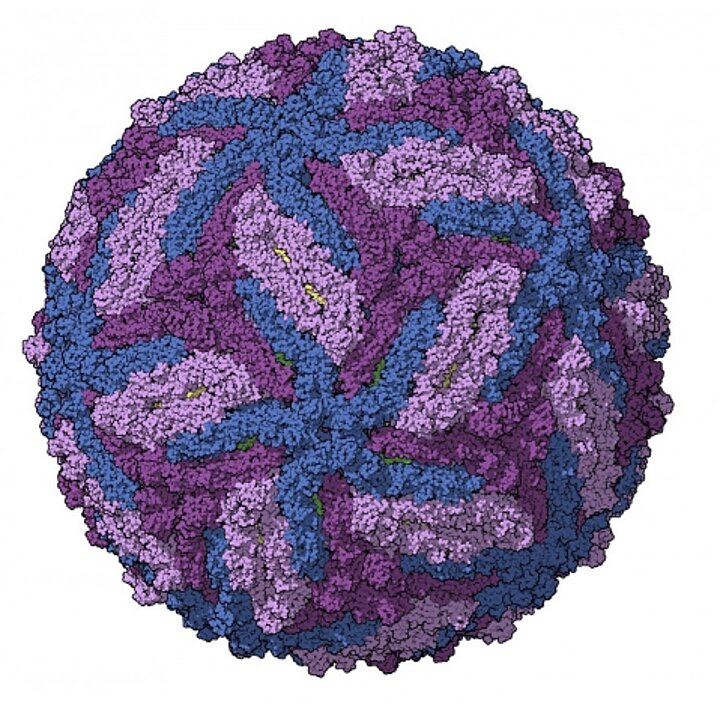 Analiza wpływu proteaz wirusowych na proteom komórek eukariotycznych
